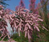 Тамарикс ветвистый (Tamarix ramosissima)