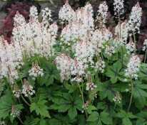 Тиарелла сердцелистная (Tiarella cordifolia)