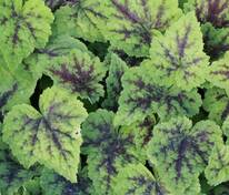 Тиарелла сердцелистная Аппалачиан Трейл (Tiarella cordifolia 'Appalachian Trail')