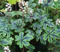 Тиарелла сердцелистная Хэппи Трейлс (Tiarella cordifolia 'Happy Trails')