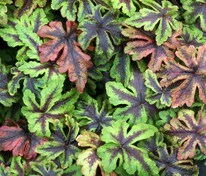 Тиарелла сердцелистная Джиперс Криперс (Tiarella cordifolia 'Jeepers Creepers')