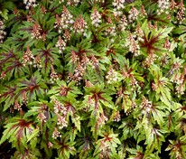 Тиарелла сердцелистная Старбёрст (Tiarella cordifolia 'Starburst')