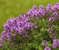 Тимьян (Thymus)