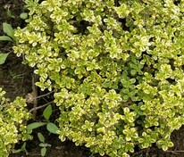 Тимьян лимоннопахнущий (Thymus citriodorus)