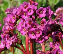 Бадан сердцелистный Эроика (Bergenia cordifolia 'Eroica')