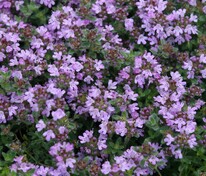 Тимьян ложнопушистый (Thymus pseudolanuginosus)