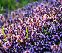 Тимьян ползучий (Thymus serpyllum)