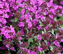 Тимьян ранний (Thymus praecox)