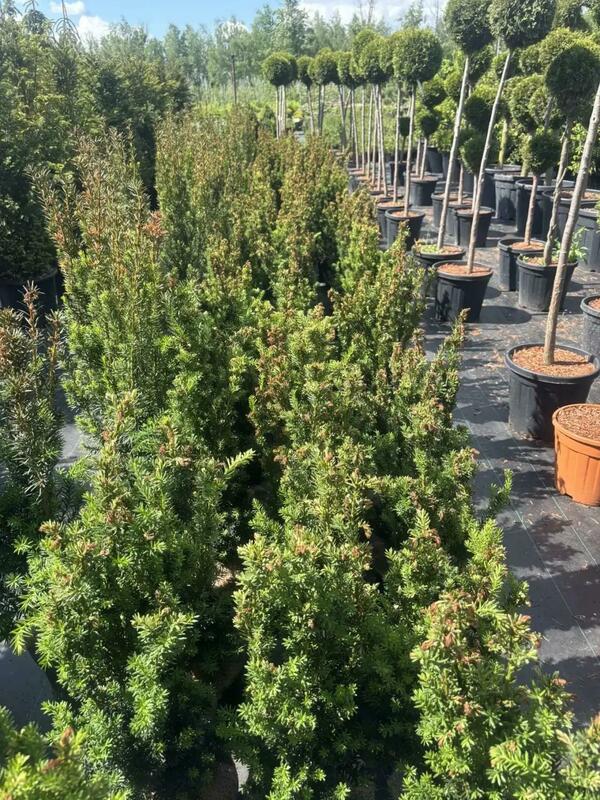 Тис средний Хиллии (Taxus media 'Hillii')