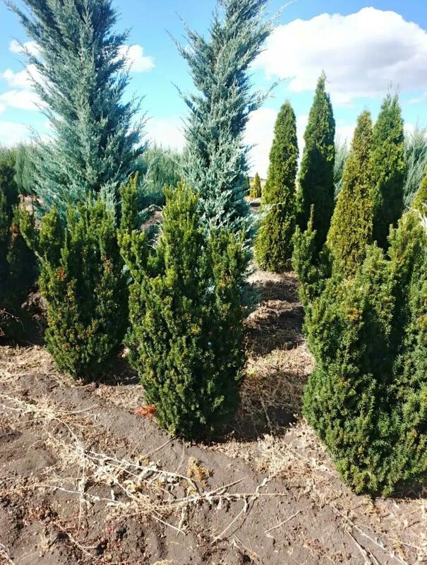 Тис средний Хиллии (Taxus media 'Hillii')