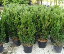 Тис средний Хиллии (Taxus media 'Hillii')
