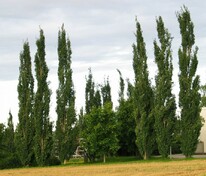 Тополь Башкирский пирамидальный (Populus 'Bashkirskiy Piramidalnyy')