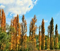 Тополь Пирамидально-осокоревый Камышинский (Populus 'Piramidalno-osokorevyy Kamyshinskiy')