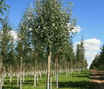 Тополь белый Нивея (Populus alba 'Nivea')