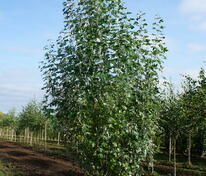 Тополь белый Ракет (Populus alba 'Raket')