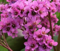 Бадан сердцелистный Ротблюм (Bergenia cordifolia 'Rotblum')