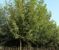 Тополь берлинский (Populus × berolinensis)
