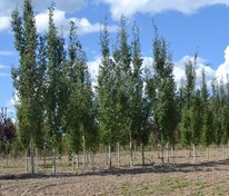 Тополь дрожащий Эректа (Populus tremula 'Erecta')