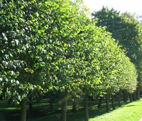 Тополь дрожащий (осина) (Populus tremula)