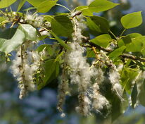 Тополь зеленый (калифорнийский) (Populus trichocarpa)