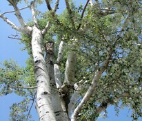 Тополь серебристый (Populus alba)