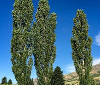 Тополь чёрный Италика (Populus nigra 'Italica')