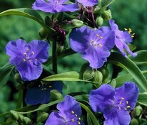 Традесканция Андерсона Блю Стоун (Tradescantia × andersoniana 'Blue Stone')