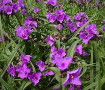 Традесканция Андерсона Конкорд Грейп (Tradescantia × andersoniana 'Concord Grape')