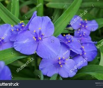 Традесканция Андерсона Перпл Дом (Tradescantia × andersoniana 'Purple Dome')