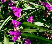 Традесканция Андерсона Рубра (Tradescantia × andersoniana 'Rubra')