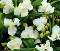 Традесканция Андерсона Инносенс (Tradescantia × andersoniana 'Innocence')