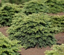 Тсуга канадская Джедделох (Tsuga canadensis 'Jeddeloh')