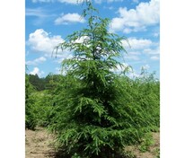 Тсуга канадская Канаденсис (Tsuga canadensis 'Canadensis')