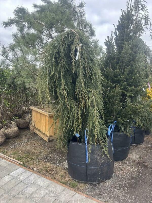 Тсуга канадская Пендула (Tsuga canadensis 'Pendula')