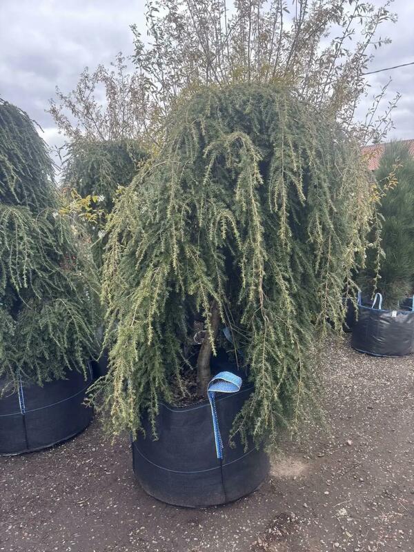 Тсуга канадская Пендула (Tsuga canadensis 'Pendula')