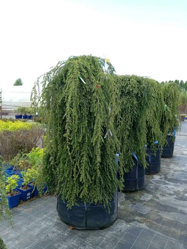 Тсуга канадская Пендула (Tsuga canadensis 'Pendula')