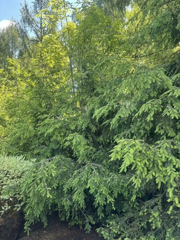 Тсуга канадская Пендула (Tsuga canadensis 'Pendula')
