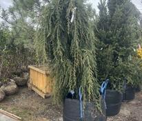 Тсуга канадская Пендула (Tsuga canadensis 'Pendula')
