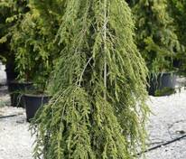 Тсуга канадская Пендула (Tsuga canadensis 'Pendula')