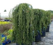 Тсуга канадская Пендула (Tsuga canadensis 'Pendula')