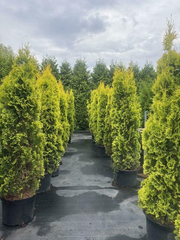 Туя западная Янтарь (Thuja occidentalis 'Jantar')