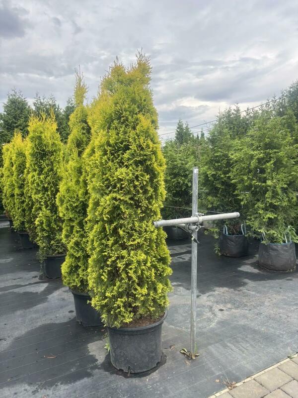 Туя западная Янтарь (Thuja occidentalis 'Jantar')