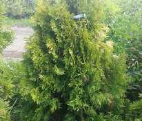 Туя западная Янтарь (Thuja occidentalis 'Jantar')