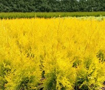 Туя западная Санни Смарагд (Thuja occidentalis 'Sunny Smaragd')