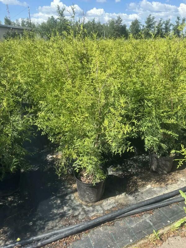 Туя западная Брабант (Thuja occidentalis 'Brabant')