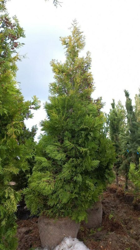 Туя западная Брабант (Thuja occidentalis 'Brabant')