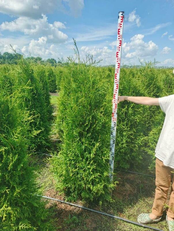 Туя западная Брабант (Thuja occidentalis 'Brabant')
