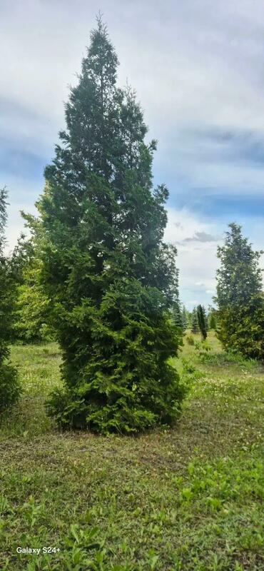 Туя западная Брабант (Thuja occidentalis 'Brabant')