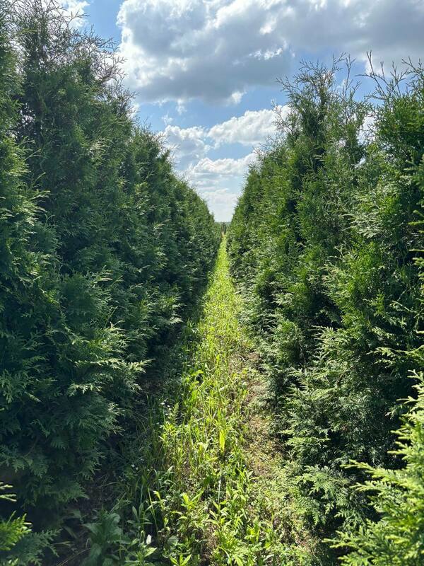 Туя западная Брабант (Thuja occidentalis 'Brabant')