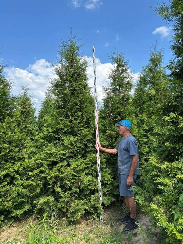 Туя западная Брабант (Thuja occidentalis 'Brabant')